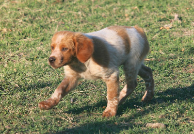 Les chiots de Epagneul Breton