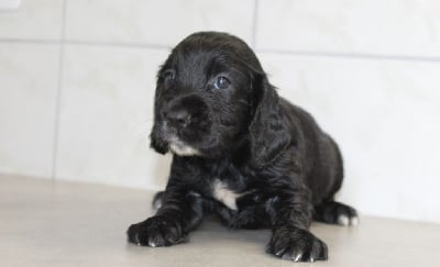 Les chiots de Cocker Spaniel Anglais