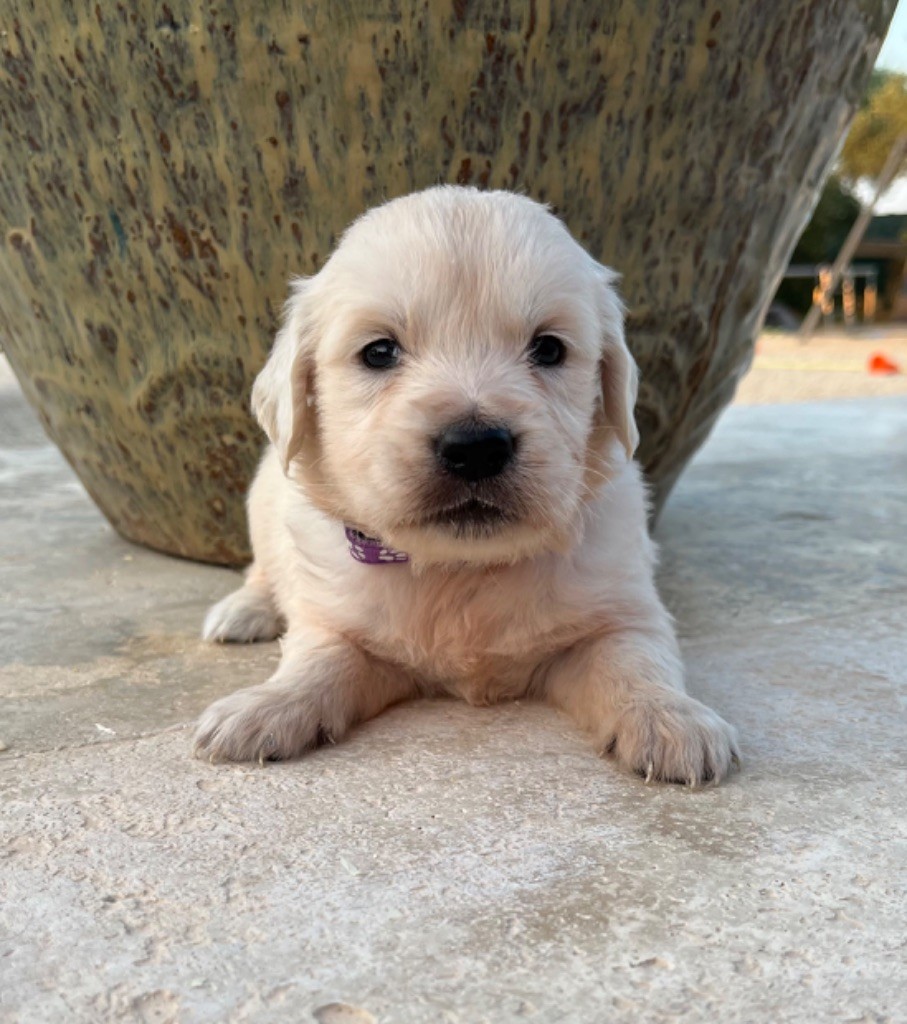 CHIOT collier violet - Golden Retriever