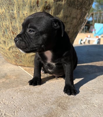 Les chiots de Staffordshire Bull Terrier