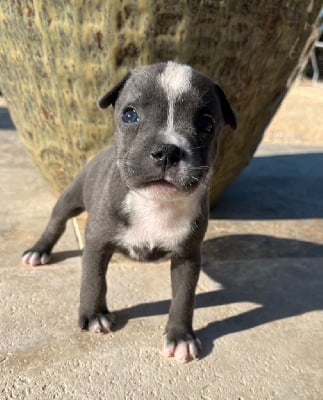 Les chiots de Staffordshire Bull Terrier