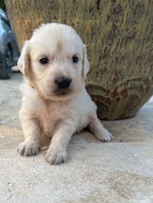 Les chiots de Golden Retriever