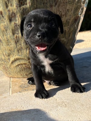 Les chiots de Staffordshire Bull Terrier