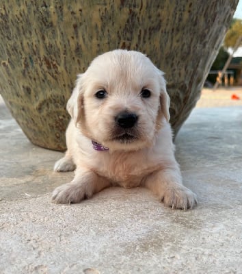 Les chiots de Golden Retriever