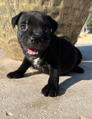 Les chiots de Staffordshire Bull Terrier