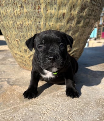 Les chiots de Staffordshire Bull Terrier