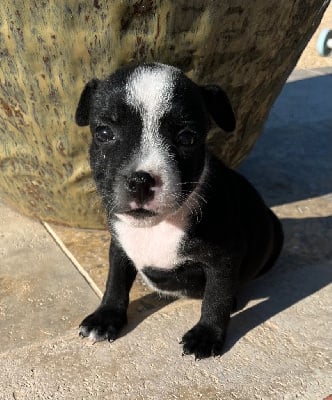 Les chiots de Staffordshire Bull Terrier