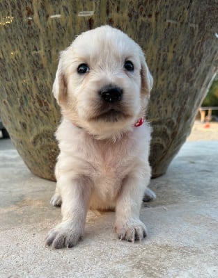 Les chiots de Golden Retriever