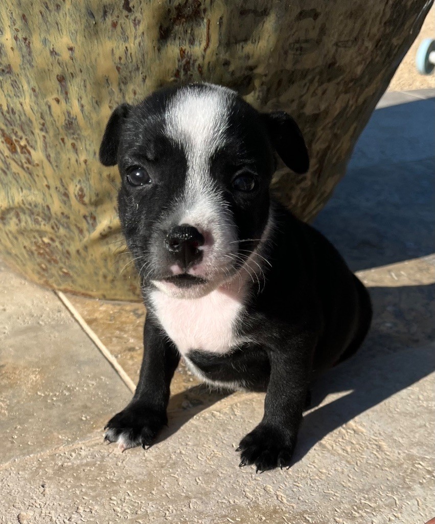 CHIOT 7 - Staffordshire Bull Terrier