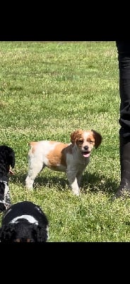 Les chiots de Epagneul Breton