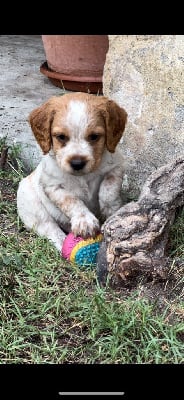 Les chiots de Epagneul Breton