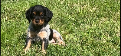 Les chiots de Epagneul Breton