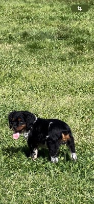 Les chiots de Epagneul Breton