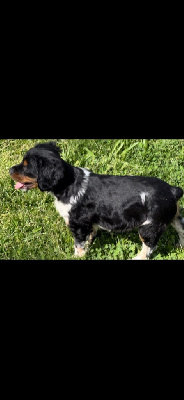 Les chiots de Epagneul Breton