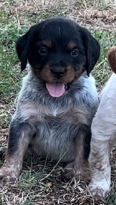 Les chiots de Epagneul Breton