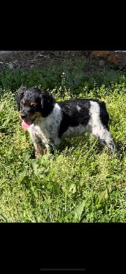 Les chiots de Epagneul Breton