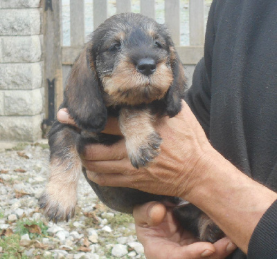 Les chiots de Teckel poil dur