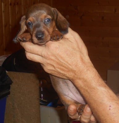 Les chiots de Teckel poil ras