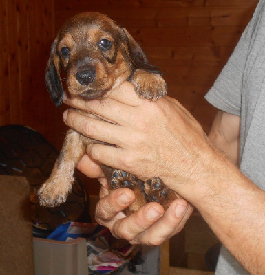 Les chiots de Teckel poil ras