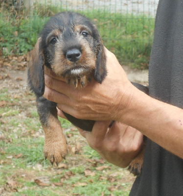 Les chiots de Teckel poil dur