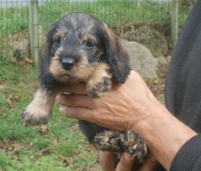 Les chiots de Teckel poil dur