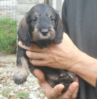 Les chiots de Teckel poil dur