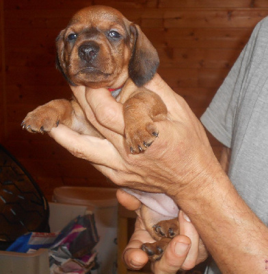 Les chiots de Teckel poil ras