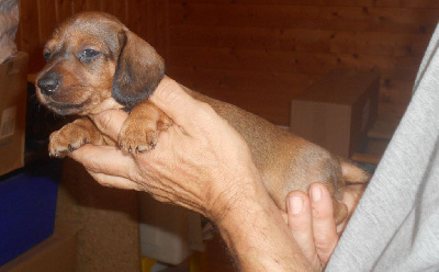 Les chiots de Teckel poil ras