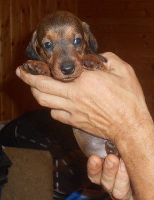 Les chiots de Teckel poil ras