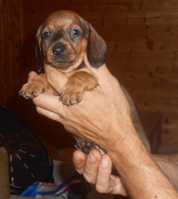 Les chiots de Teckel poil ras