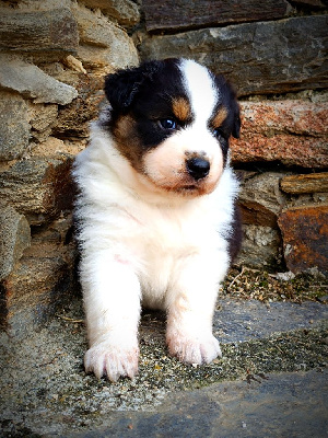 Les chiots de Berger Australien