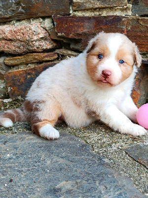 Les chiots de Berger Australien