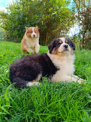 Les chiots de Berger Australien