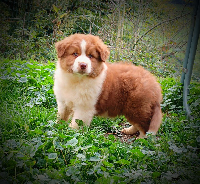 Les chiots de Berger Australien