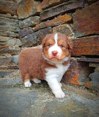 Les chiots de Berger Australien