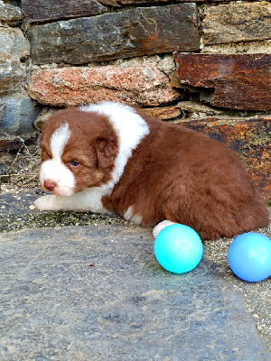 Les chiots de Berger Australien