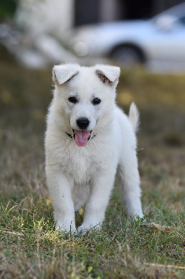 Mâle collier noir - Berger Blanc Suisse