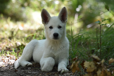 Les chiots de Berger Blanc Suisse