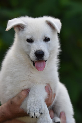 Mâle collier beige - Berger Blanc Suisse