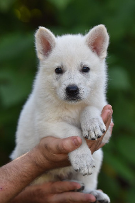 Mâle or et noir - Berger Blanc Suisse