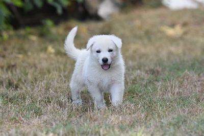 Les chiots de Berger Blanc Suisse