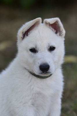 Mâle collier vert - Berger Blanc Suisse