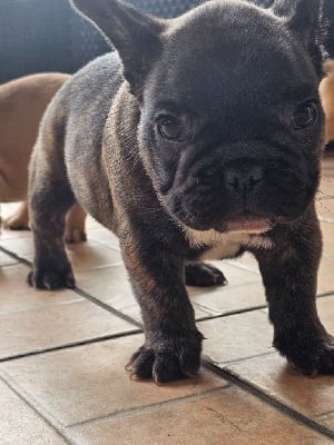 Les chiots de Bouledogue français