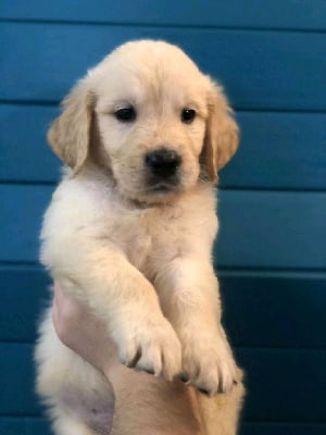 Les chiots de Golden Retriever