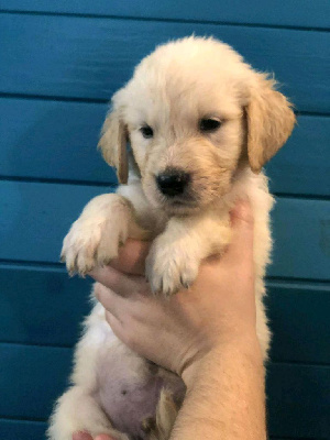 Mâle collier bleu marine - Golden Retriever