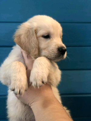 Les chiots de Golden Retriever