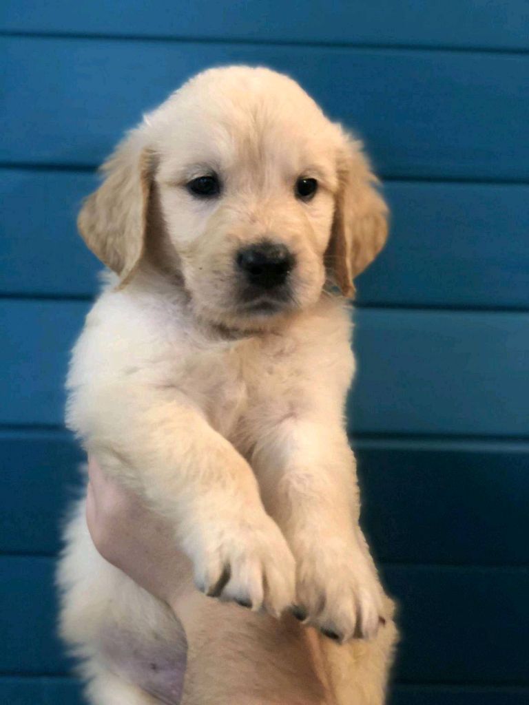 Mâle sans collier - Golden Retriever