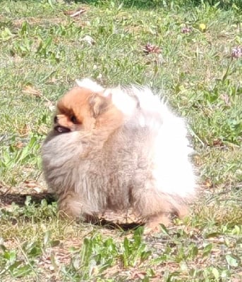 Les chiots de Spitz allemand