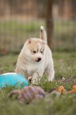 Les chiots de Siberian Husky