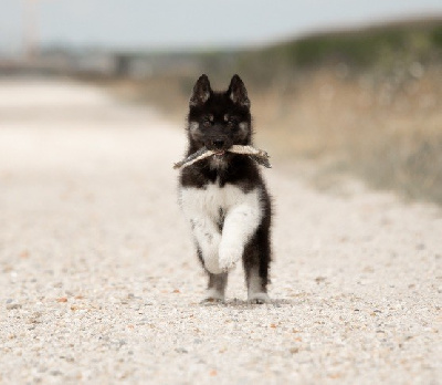 Les chiots de Siberian Husky